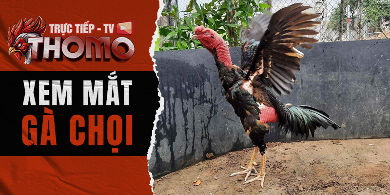 Xem mắt gà chọi cần chú ý những đặc điểm quan trọng nào? 800x400 1a