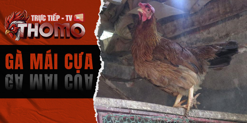 Gà mái cựa - Tổng hợp kinh nghiệm chọn giống gà cho kê thủ 800x400 1b