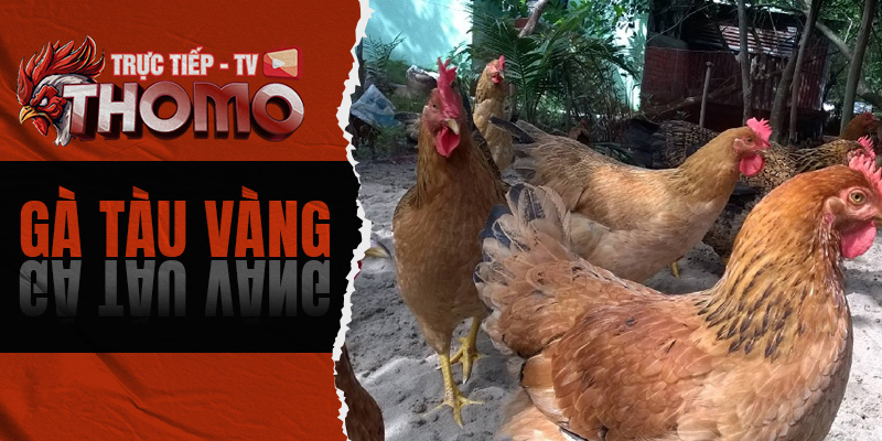 Gà tàu vàng - Đặc điểm xuất xứ cũng như giá trị mang lại 800x400 1c