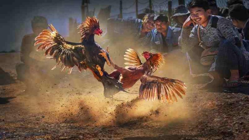 Đăng ký ThomoTV - Cách thức cần thiết dành cho tân binh dang ky thomotv 4 buoc