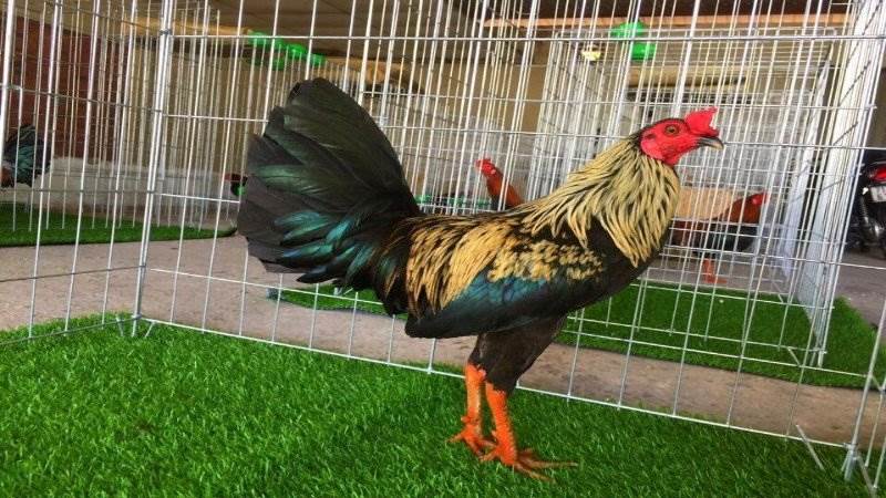 Gà mái cựa - Tổng hợp kinh nghiệm chọn giống gà cho kê thủ ga mai cua kinh nghiem
