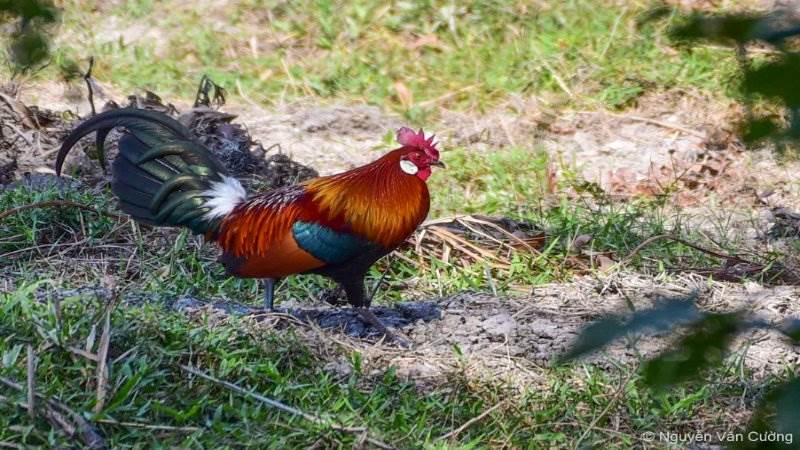 Gà mái cựa - Tổng hợp kinh nghiệm chọn giống gà cho kê thủ ga mai cua nhung kien thuc