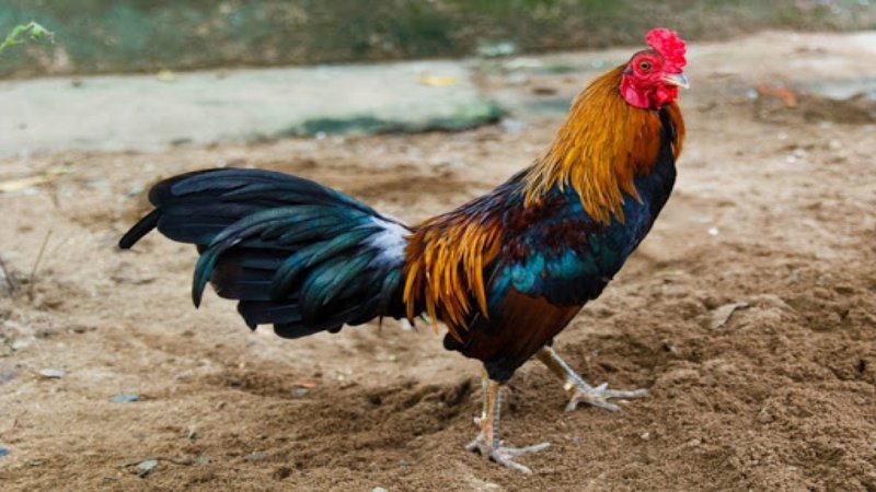 Màu mạng gà đá mệnh Thổ - Những lưu ý khi chọn màu gà mau mang ga da menh tho mau sac tu nhien hai hoa