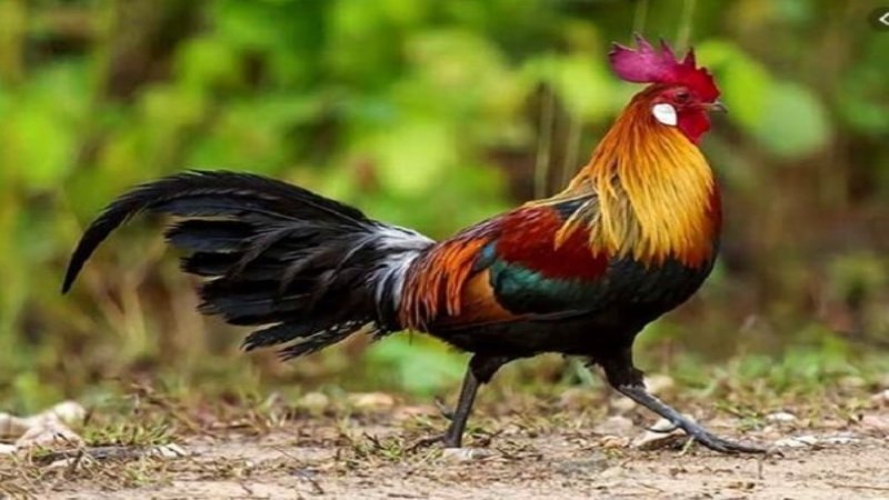 Màu mạng gà đá mệnh Thổ - Những lưu ý khi chọn màu gà mau mang ga da menh tho tinh cung ran ben bi