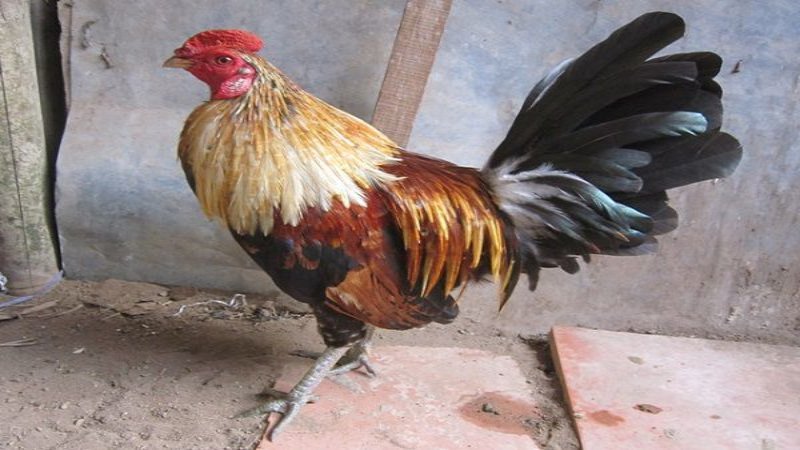 Màu mạng gà đá mệnh Thủy - Cách xem chuẩn nhất cho sư kê mau mang ga da menh thuy theo thang mua