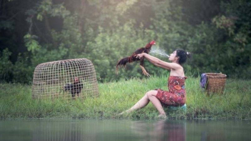 Tắm cho gà chọi - Một số lưu ý mà sư kê tại ThomoTV cần biết tam cho ga choi mot vai luu y