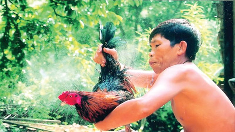 Tắm cho gà chọi - Một số lưu ý mà sư kê tại ThomoTV cần biết tam cho ga choi phuong phap