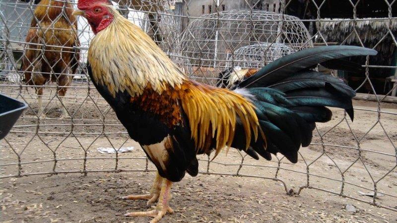 Xem mắt gà chọi cần chú ý những đặc điểm quan trọng nào? xem mat ga choi can phai luu y dieu gi