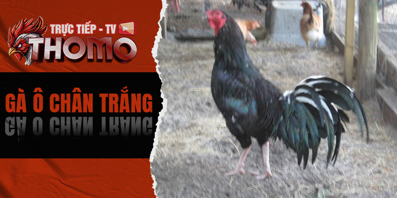 Gà ô chân trắng - Điểm danh những cách nhận biết đúng nhất 800x400 1d