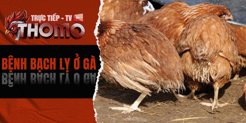 Bệnh bạch lỵ ở gà - Nguyên nhân, triệu chứng, cách chữa trị 800x400 1e