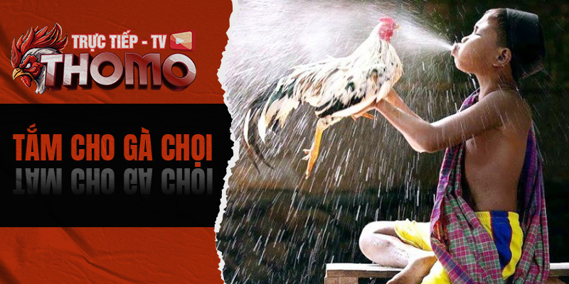 Tắm cho gà chọi - Một số lưu ý mà sư kê tại ThomoTV cần biết 800x400 1f
