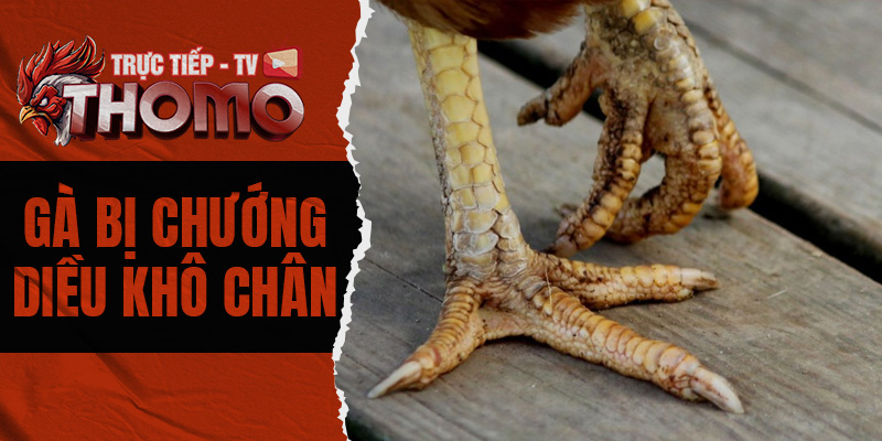 Gà bị chướng diều khô chân - Một số biện pháp phòng tránh 800x400 1g