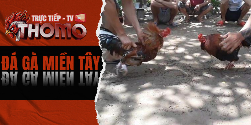 Đá gà miền Tây - Cùng ThomoTV tìm hiểu nét đẹp văn hóa Việt 800x400 1h