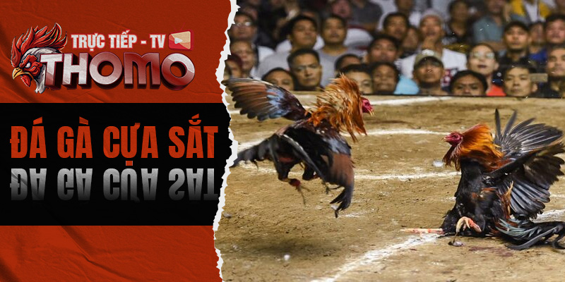 Đá gà cựa sắt - Bật mí kinh nghiệm đặt cược đẳng cấp 800x400 1i
