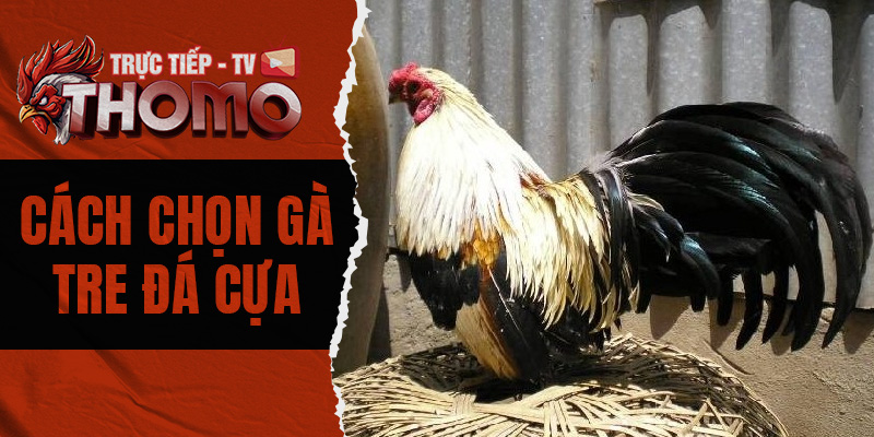 Cách chọn gà tre đá cựa - Một số tip chọn gà tre chính xác 800x400 1j
