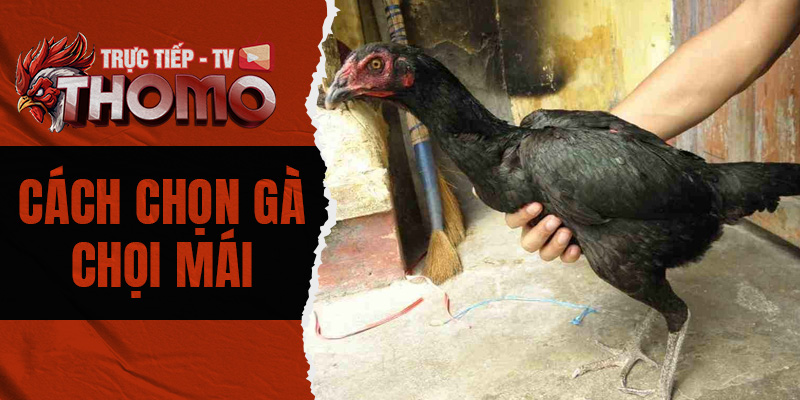 Cách chọn gà chọi mái - Bí quyết chọn mái tốt cùng ThomoTV 800x400 1l