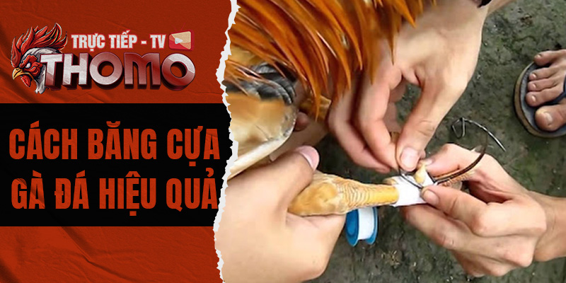 Cách băng cựa gà đá hiệu quả mà kê thủ cần phải nắm rõ 800x400 1m