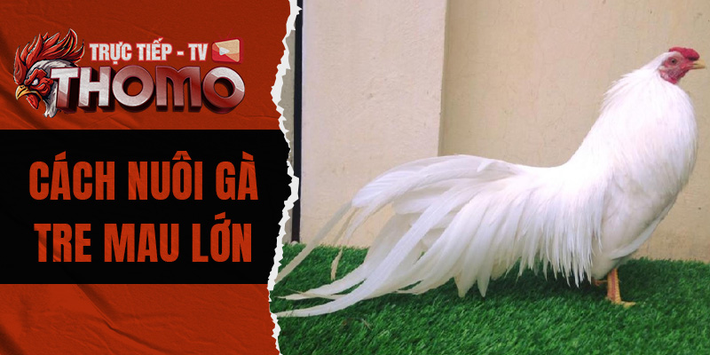 Cách nuôi gà tre mau lớn theo lời khuyên của chuyên gia 800x400 1n