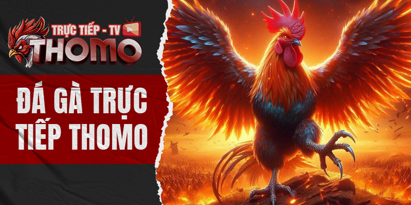 Trang Chủ Đá gà trực tiếp Thomo bất cứ lúc nào bạn thích