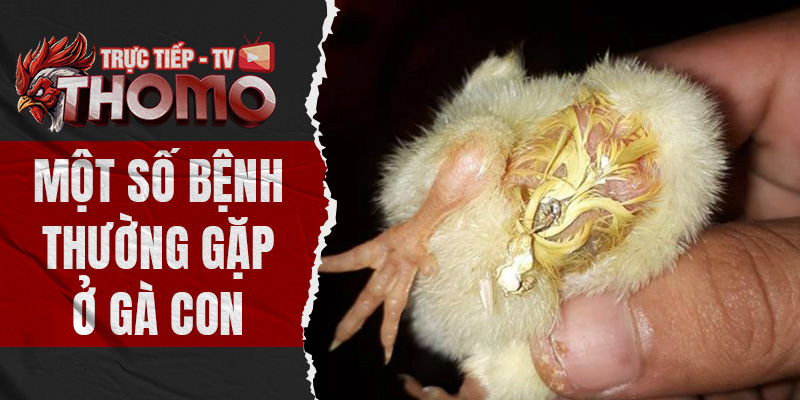Một số bệnh thường gặp ở gà con - Biện pháp phòng ngừa thomotv thumbnail 1