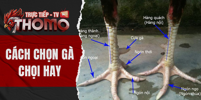 Cách chọn gà chọi hay nhất cho sư kê không thể bỏ lỡ thomotv thumbnail 10