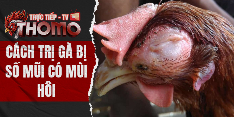 Cách trị gà bị sổ mũi có mùi hôi dứt điểm từ chuyên gia thomotv thumbnail 11