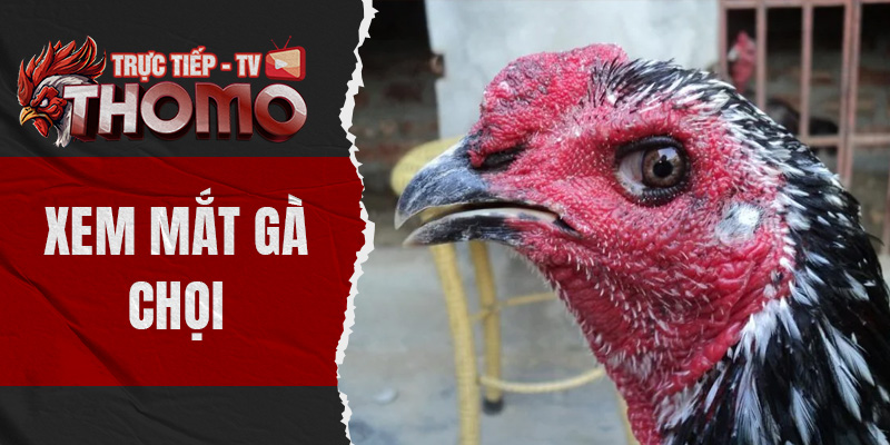 Xem mắt gà chọi - Chia sẻ kinh nghiệm chọn chiến kê thomotv thumbnail 12