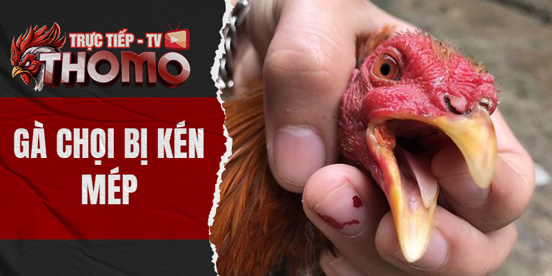 Gà chọi bị kén mép - Triệu chứng và cách chữa bệnh hiệu quả  thomotv thumbnail 13