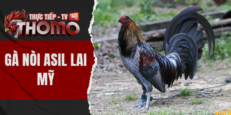 Gà nòi asil lai mỹ - Lựa chọn lý tưởng cho các sư kê thomotv thumbnail 14