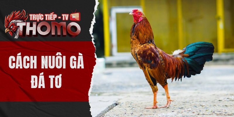 Cách nuôi gà đá tơ siêu hiệu quả và chi tiết dành cho kê thủ thomotv thumbnail 15