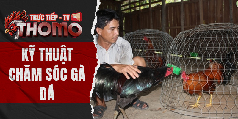 Kỹ thuật chăm sóc gà đá đạt chuẩn và hiệu quả nhất thomotv thumbnail 16