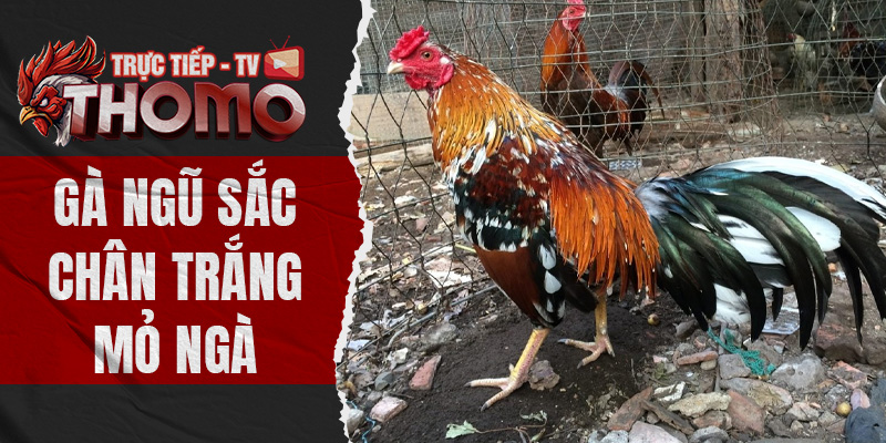 Gà ngũ sắc chân trắng mỏ ngà - Bí kíp nhận diện hiệu quả thomotv thumbnail 17