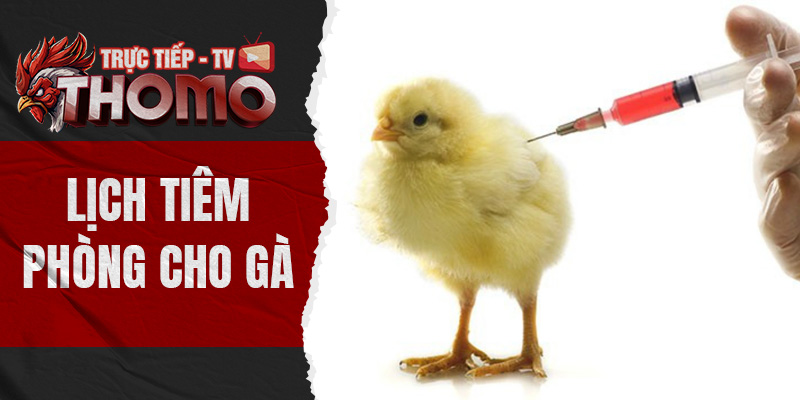 thomotv thumbnail 18