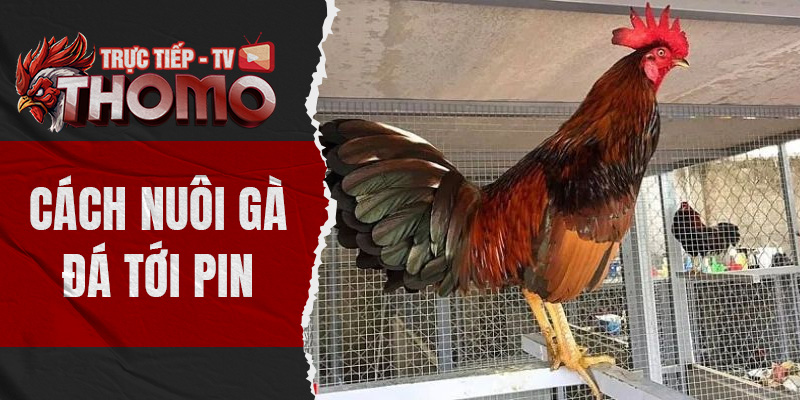 Cách nuôi gà đá tới pin - Hướng dẫn nuôi đúng kỹ thuật thomotv thumbnail 2
