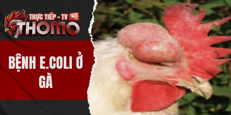 thomotv thumbnail 20