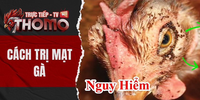 thomotv thumbnail 21