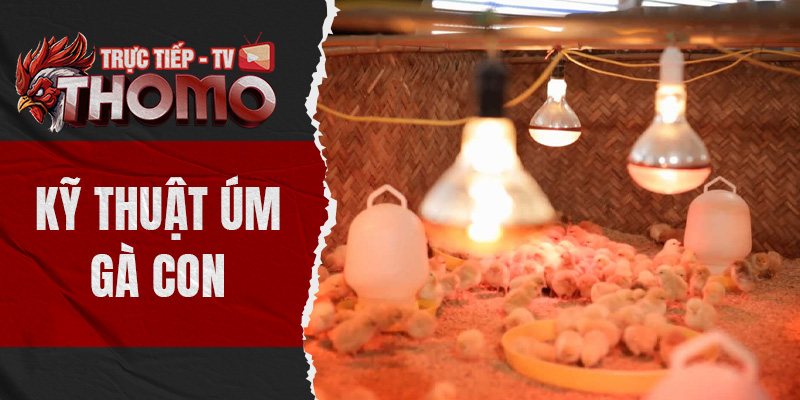 Kỹ thuật úm gà con chuẩn xác từ chuyên gia đầy kinh nghiệm thomotv thumbnail 3