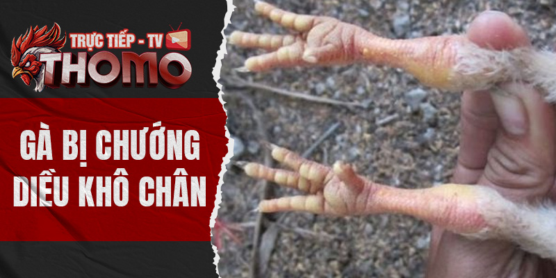 Gà bị chướng diều khô chân - Cách phòng bệnh hiệu quả nhất thomotv thumbnail 4