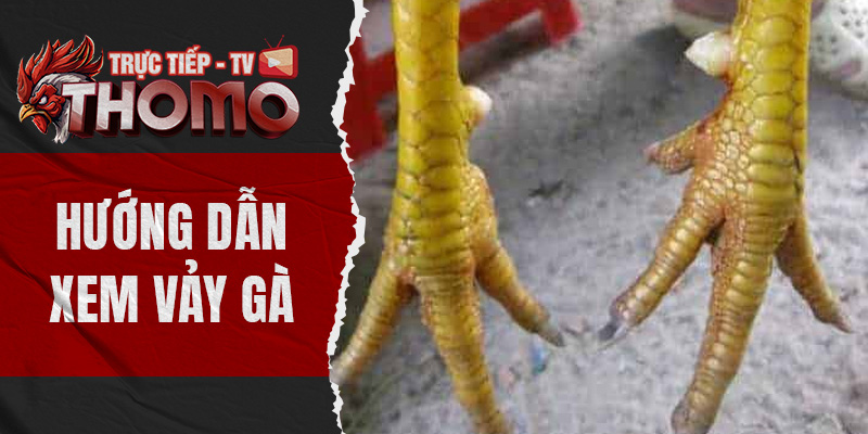Hướng dẫn xem vảy gà dễ hiểu cho người mới bắt đầu thomotv thumbnail 5