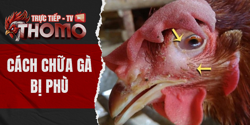 Cách chữa gà bị phù - Tìm hiểu nguyên nhân và cách chữa trị thomotv thumbnail 6