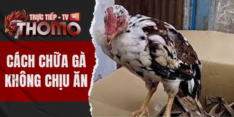 Cách chữa gà không chịu ăn hiệu quả, dễ dàng thực hiện thomotv thumbnail 7