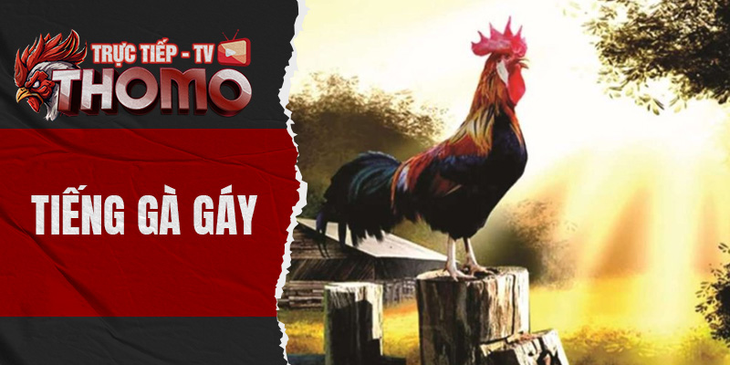 Tiếng gà gáy là gì? Cách để chọn thần kê chuẩn xác nhất thomotv thumbnail 8