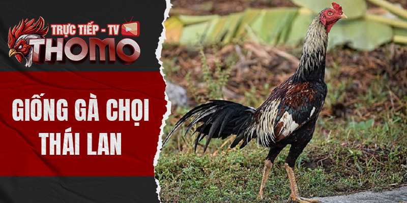 Giống gà chọi Thái Lan cùng những điểm nhấn thú vị nhất thomotv thumbnail 9